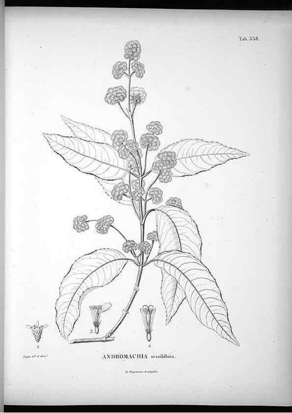 Reproducción/Reproduction 49556008923: Nova genera et species plantarum :. Antverpiae :Ex officina Christophori Plantini ...,1576.. 