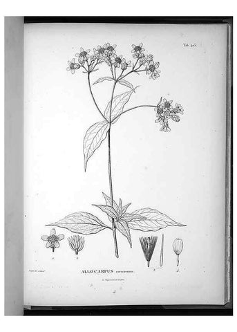 Reproducción/Reproduction 49556517261: Nova genera et species plantarum :. Antverpiae :Ex officina Christophori Plantini ...,1576.. 