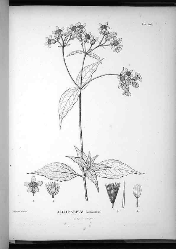 Reproducción/Reproduction 49556517261: Nova genera et species plantarum :. Antverpiae :Ex officina Christophori Plantini ...,1576.. 