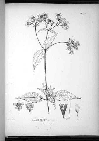 Reproducción/Reproduction 49556517261: Nova genera et species plantarum :. Antverpiae :Ex officina Christophori Plantini ...,1576.. 