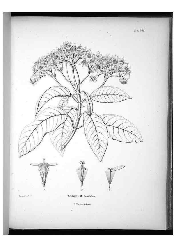 Reproducción/Reproduction 49556509521: Nova genera et species plantarum :. Antverpiae :Ex officina Christophori Plantini ...,1576.. 