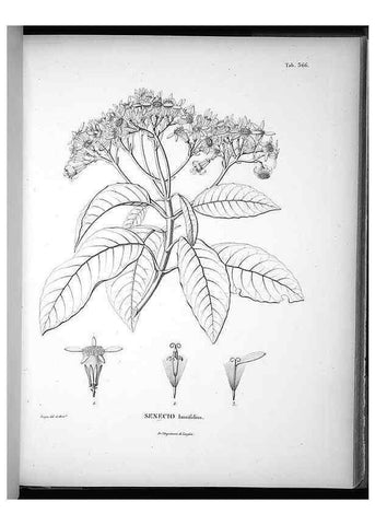Reproducción/Reproduction 49556509521: Nova genera et species plantarum :. Antverpiae :Ex officina Christophori Plantini ...,1576.. 