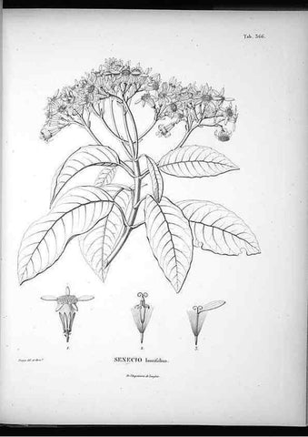 Reproducción/Reproduction 49556509521: Nova genera et species plantarum :. Antverpiae :Ex officina Christophori Plantini ...,1576.. 