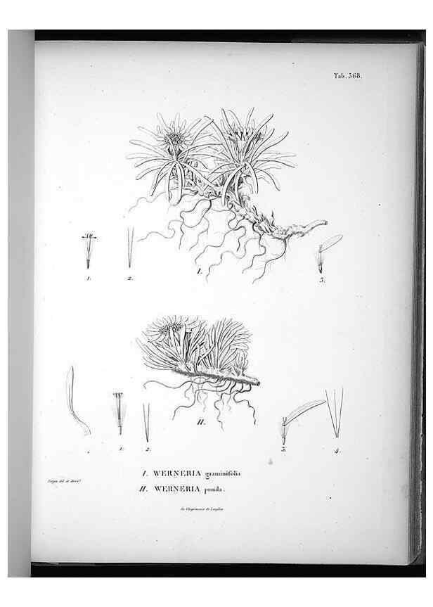 Reproducción/Reproduction 49556014943: Nova genera et species plantarum :. Antverpiae :Ex officina Christophori Plantini ...,1576.. 