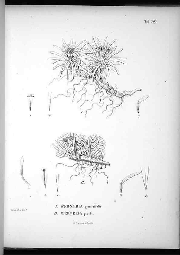 Reproducción/Reproduction 49556014943: Nova genera et species plantarum :. Antverpiae :Ex officina Christophori Plantini ...,1576.. 