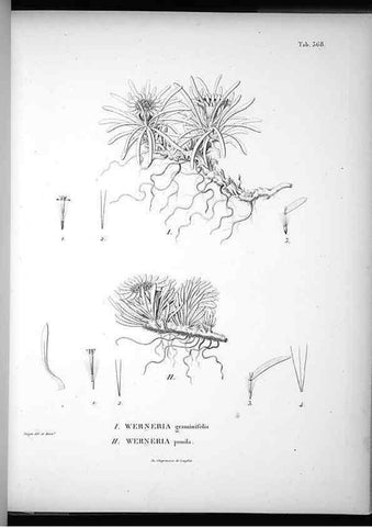 Reproducción/Reproduction 49556014943: Nova genera et species plantarum :. Antverpiae :Ex officina Christophori Plantini ...,1576.. 