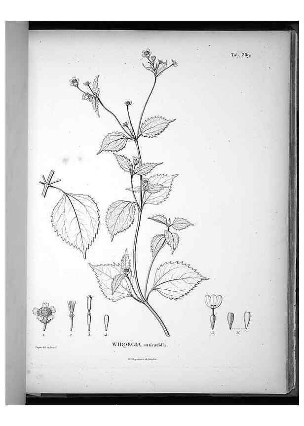 Reproducción/Reproduction 49556514441: Nova genera et species plantarum :. Antverpiae :Ex officina Christophori Plantini ...,1576.. 