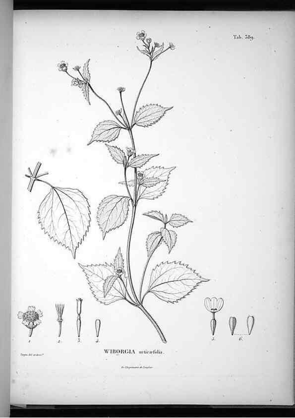 Reproducción/Reproduction 49556514441: Nova genera et species plantarum :. Antverpiae :Ex officina Christophori Plantini ...,1576.. 