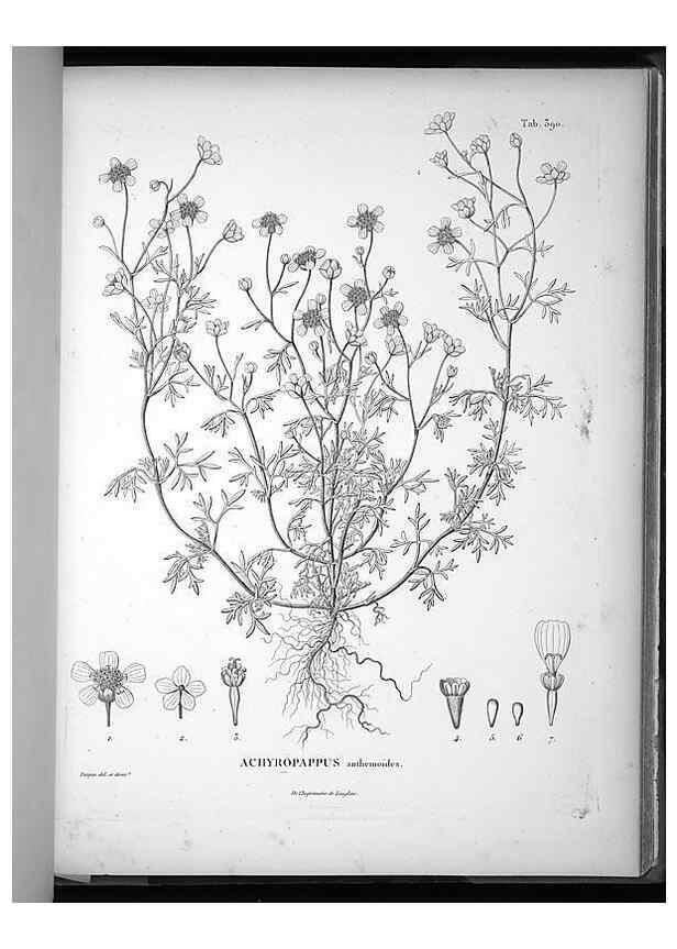 Reproducción/Reproduction 49556019173: Nova genera et species plantarum :. Antverpiae :Ex officina Christophori Plantini ...,1576.. 