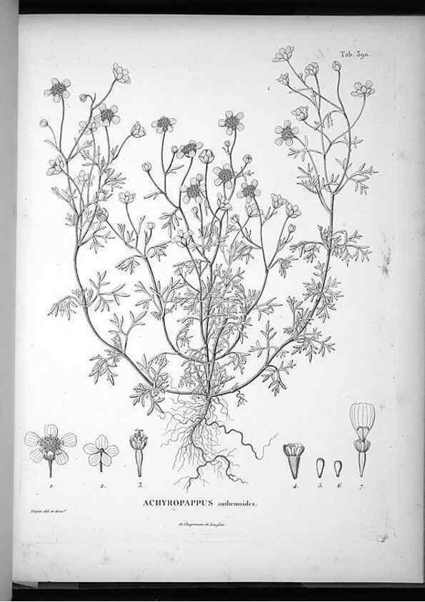 Reproducción/Reproduction 49556019173: Nova genera et species plantarum :. Antverpiae :Ex officina Christophori Plantini ...,1576.. 