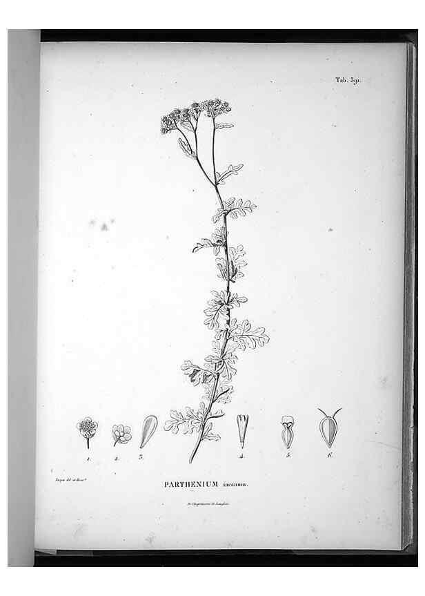 Reproducción/Reproduction 49556751402: Nova genera et species plantarum :. Antverpiae :Ex officina Christophori Plantini ...,1576.. 