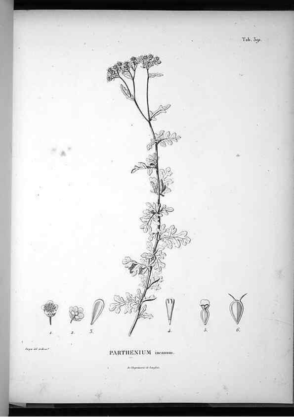 Reproducción/Reproduction 49556751402: Nova genera et species plantarum :. Antverpiae :Ex officina Christophori Plantini ...,1576.. 