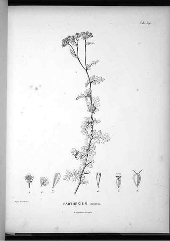 Reproducción/Reproduction 49556751402: Nova genera et species plantarum :. Antverpiae :Ex officina Christophori Plantini ...,1576.. 