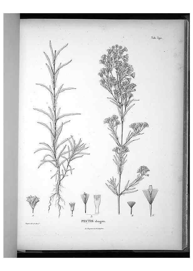 Reproducción/Reproduction 49556751607: Nova genera et species plantarum :. Antverpiae :Ex officina Christophori Plantini ...,1576.. 