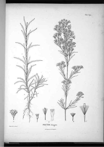 Reproducción/Reproduction 49556751607: Nova genera et species plantarum :. Antverpiae :Ex officina Christophori Plantini ...,1576.. 