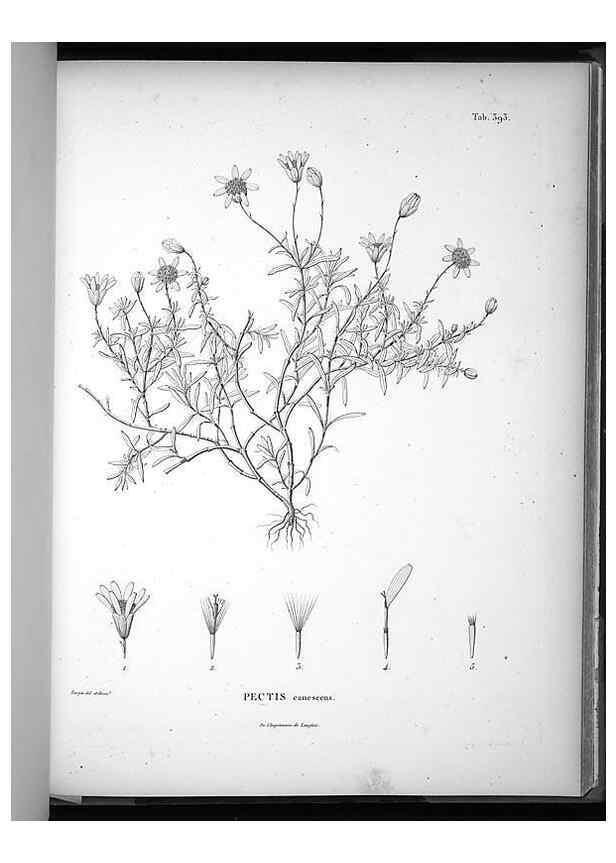 Reproducción/Reproduction 49556515151: Nova genera et species plantarum :. Antverpiae :Ex officina Christophori Plantini ...,1576.. 