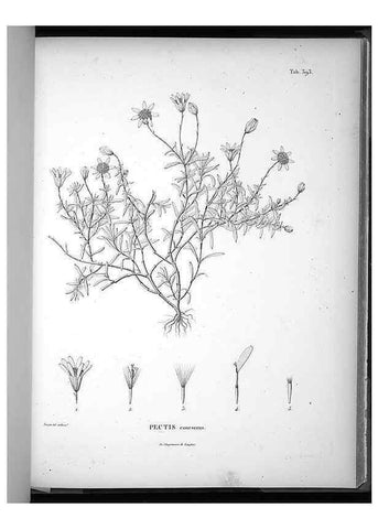 Reproducción/Reproduction 49556515151: Nova genera et species plantarum :. Antverpiae :Ex officina Christophori Plantini ...,1576.. 