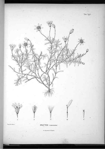 Reproducción/Reproduction 49556515151: Nova genera et species plantarum :. Antverpiae :Ex officina Christophori Plantini ...,1576.. 
