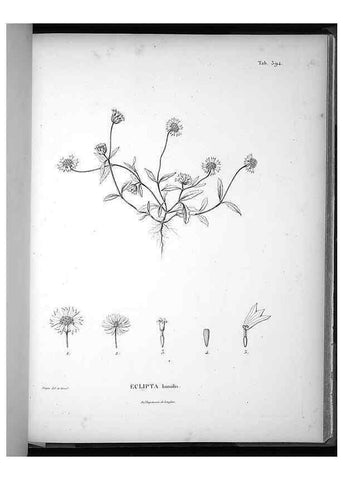Reproducción/Reproduction 49556515326: Nova genera et species plantarum :. Antverpiae :Ex officina Christophori Plantini ...,1576.. 