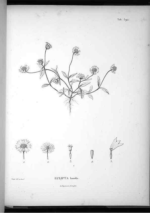 Reproducción/Reproduction 49556515326: Nova genera et species plantarum :. Antverpiae :Ex officina Christophori Plantini ...,1576.. 