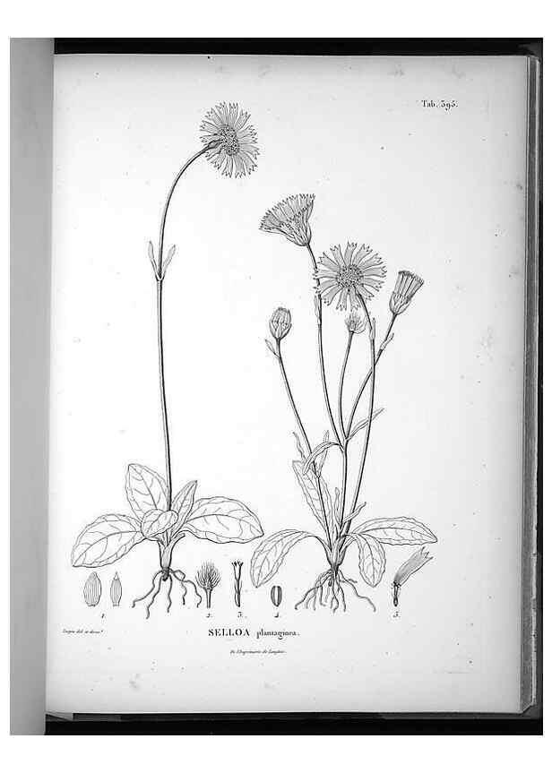 Reproducción/Reproduction 49556019998: Nova genera et species plantarum :. Antverpiae :Ex officina Christophori Plantini ...,1576.. 