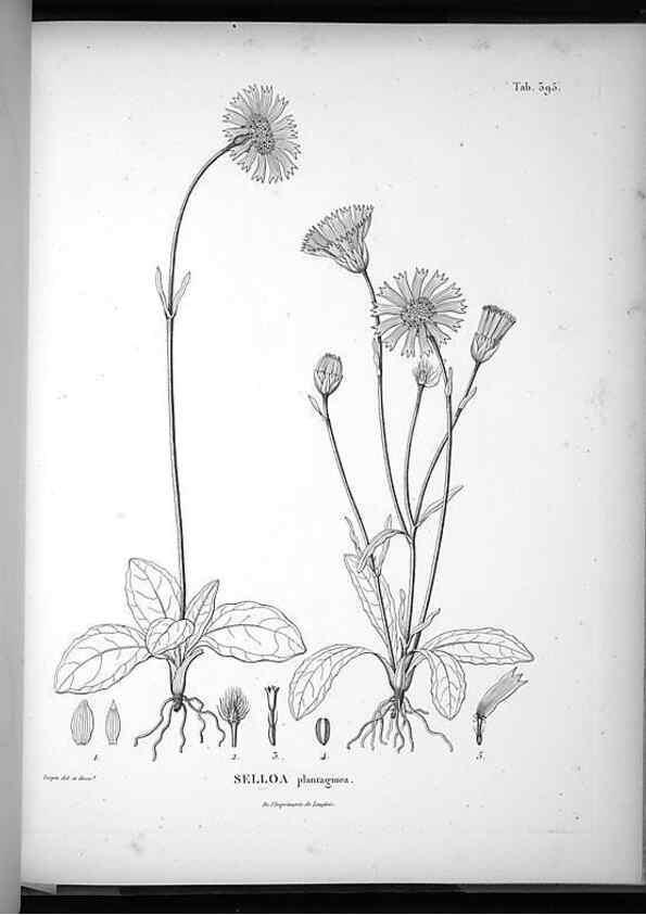 Reproducción/Reproduction 49556019998: Nova genera et species plantarum :. Antverpiae :Ex officina Christophori Plantini ...,1576.. 