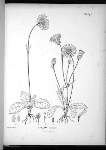 Reproducción/Reproduction 49556019998: Nova genera et species plantarum :. Antverpiae :Ex officina Christophori Plantini ...,1576.. 