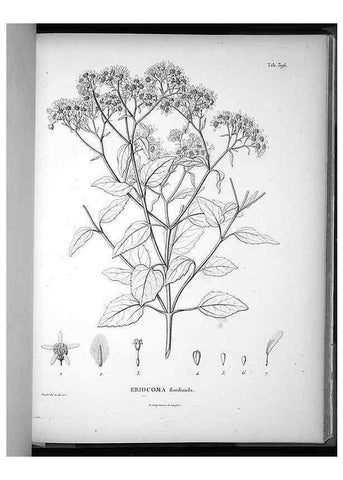 Reproducción/Reproduction 49556020168: Nova genera et species plantarum :. Antverpiae :Ex officina Christophori Plantini ...,1576.. 
