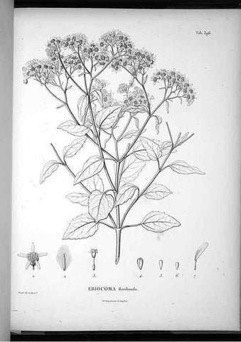Reproducción/Reproduction 49556020168: Nova genera et species plantarum :. Antverpiae :Ex officina Christophori Plantini ...,1576.. 