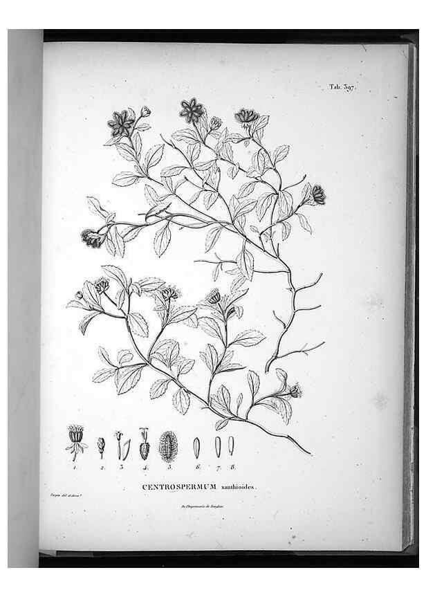 Reproducción/Reproduction 49556020358: Nova genera et species plantarum :. Antverpiae :Ex officina Christophori Plantini ...,1576.. 