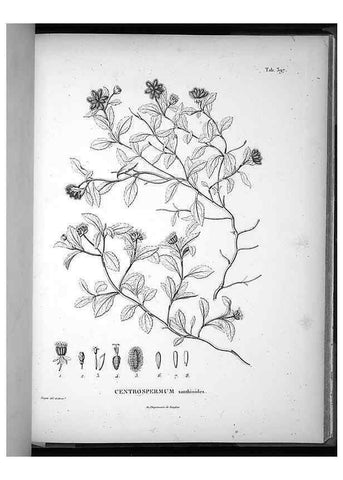 Reproducción/Reproduction 49556020358: Nova genera et species plantarum :. Antverpiae :Ex officina Christophori Plantini ...,1576.. 