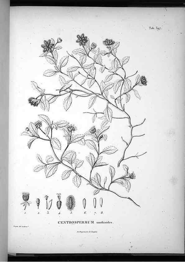 Reproducción/Reproduction 49556020358: Nova genera et species plantarum :. Antverpiae :Ex officina Christophori Plantini ...,1576.. 