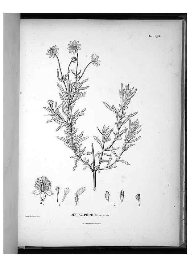 Reproducción/Reproduction 49556020503: Nova genera et species plantarum :. Antverpiae :Ex officina Christophori Plantini ...,1576.. 