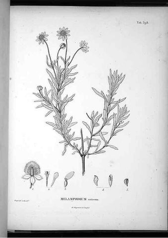 Reproducción/Reproduction 49556020503: Nova genera et species plantarum :. Antverpiae :Ex officina Christophori Plantini ...,1576.. 
