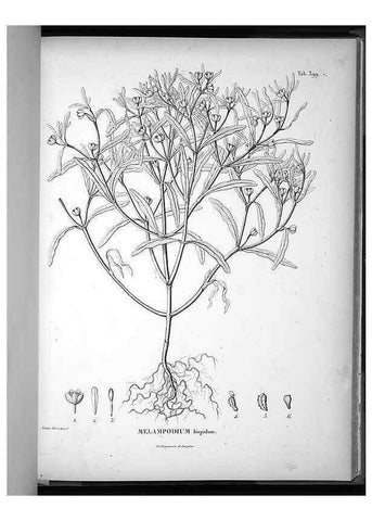 Reproducción/Reproduction 49556020658: Nova genera et species plantarum :. Antverpiae :Ex officina Christophori Plantini ...,1576.. 