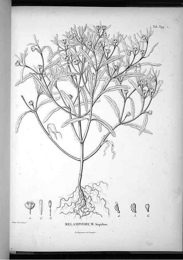 Reproducción/Reproduction 49556020658: Nova genera et species plantarum :. Antverpiae :Ex officina Christophori Plantini ...,1576.. 