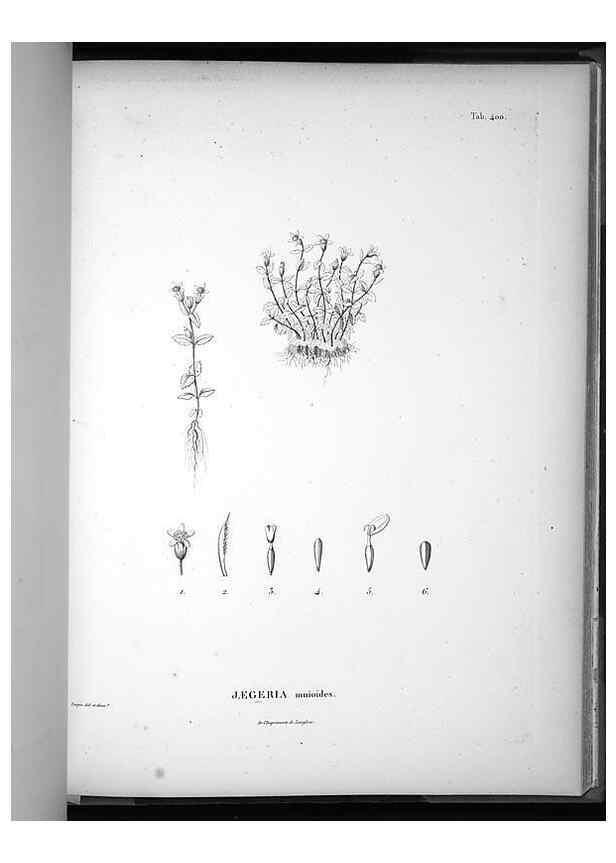 Reproducción/Reproduction 49556753102: Nova genera et species plantarum :. Antverpiae :Ex officina Christophori Plantini ...,1576.. 