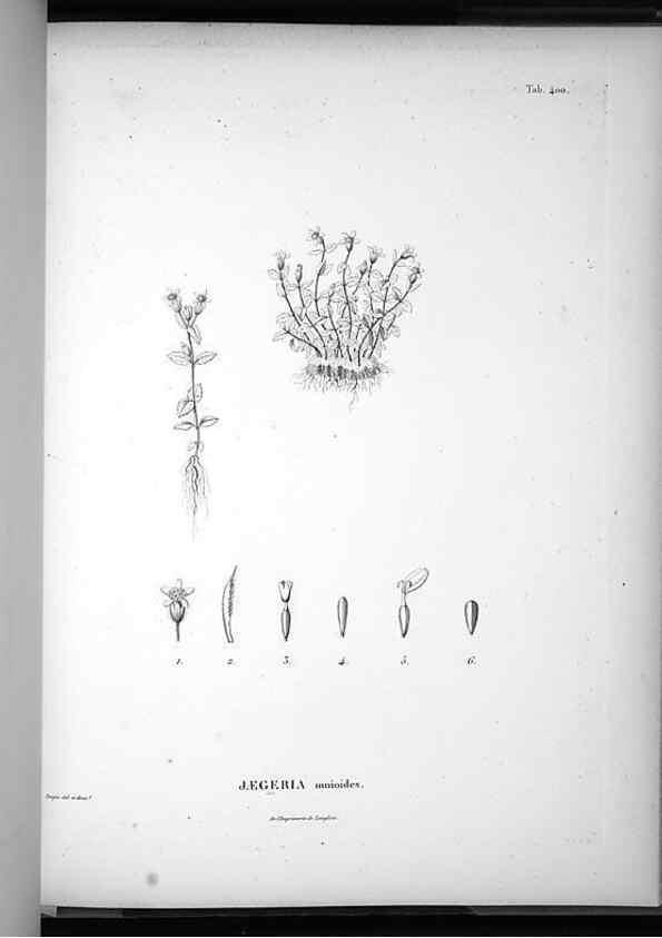 Reproducción/Reproduction 49556753102: Nova genera et species plantarum :. Antverpiae :Ex officina Christophori Plantini ...,1576.. 