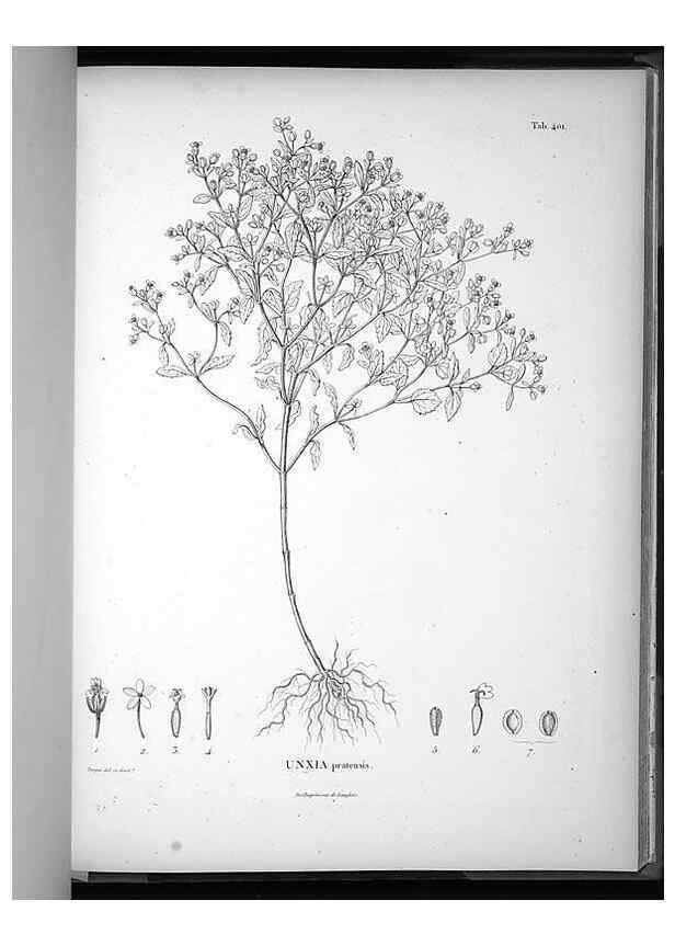 Reproducción/Reproduction 49556753267: Nova genera et species plantarum :. Antverpiae :Ex officina Christophori Plantini ...,1576.. 