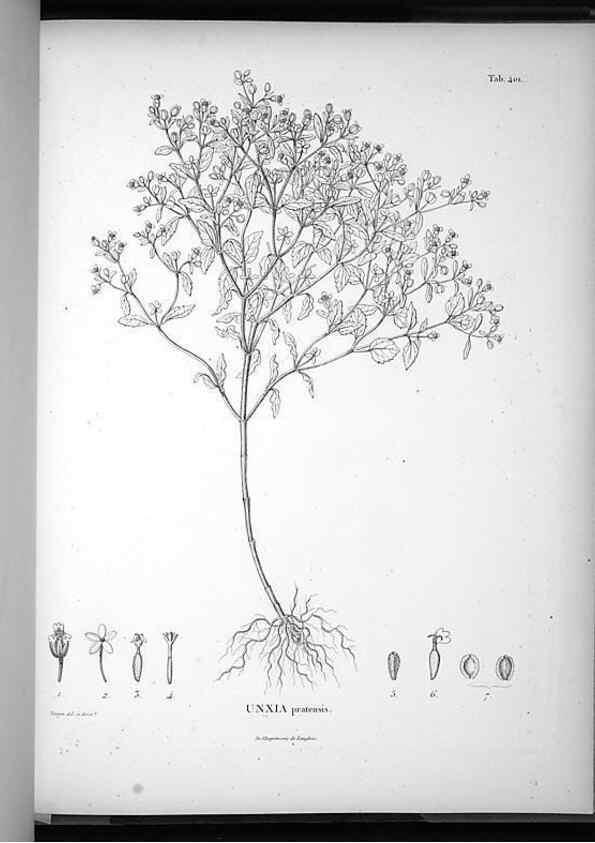 Reproducción/Reproduction 49556753267: Nova genera et species plantarum :. Antverpiae :Ex officina Christophori Plantini ...,1576.. 