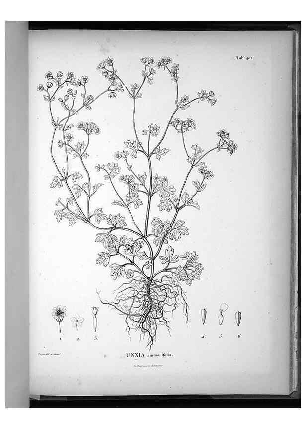 Reproducción/Reproduction 49556516671: Nova genera et species plantarum :. Antverpiae :Ex officina Christophori Plantini ...,1576.. 