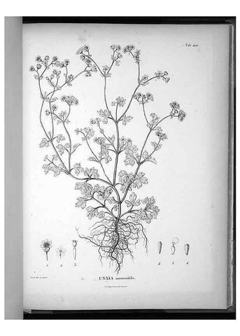 Reproducción/Reproduction 49556516671: Nova genera et species plantarum :. Antverpiae :Ex officina Christophori Plantini ...,1576.. 