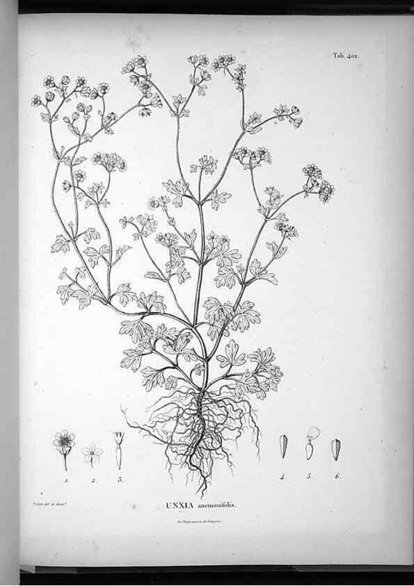 Reproducción/Reproduction 49556516671: Nova genera et species plantarum :. Antverpiae :Ex officina Christophori Plantini ...,1576.. 