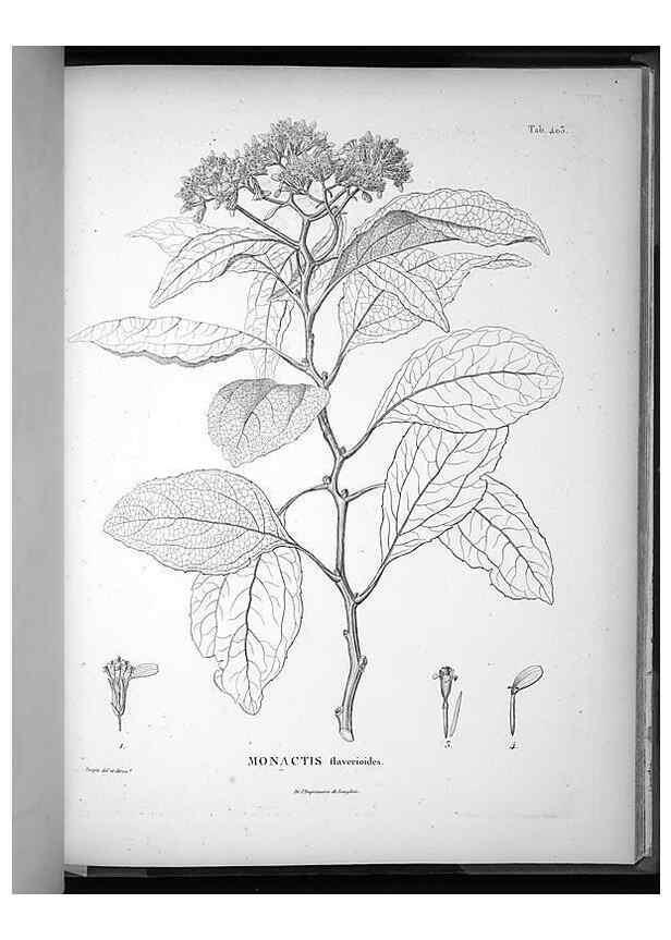 Reproducción/Reproduction 49556021413: Nova genera et species plantarum :. Antverpiae :Ex officina Christophori Plantini ...,1576.. 