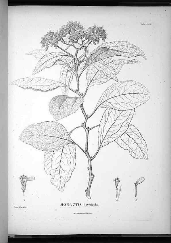 Reproducción/Reproduction 49556021413: Nova genera et species plantarum :. Antverpiae :Ex officina Christophori Plantini ...,1576.. 