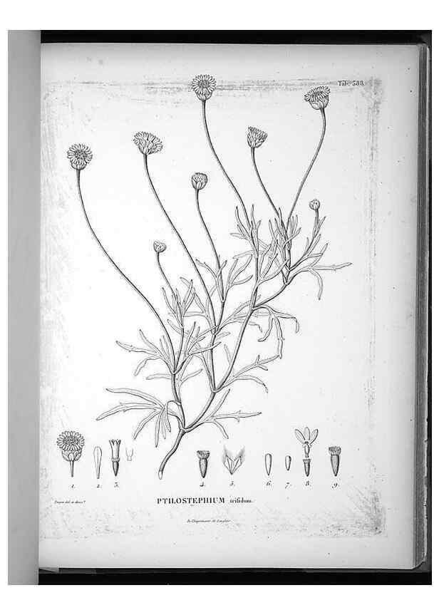Reproducción/Reproduction 49556514211: Nova genera et species plantarum :. Antverpiae :Ex officina Christophori Plantini ...,1576.. 
