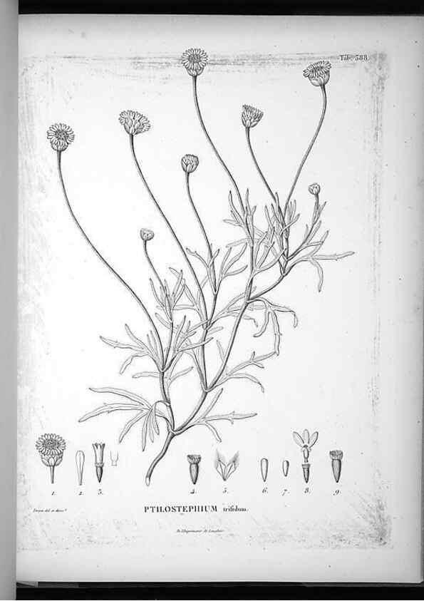 Reproducción/Reproduction 49556514211: Nova genera et species plantarum :. Antverpiae :Ex officina Christophori Plantini ...,1576.. 