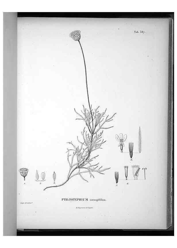 Reproducción/Reproduction 49556018598: Nova genera et species plantarum :. Antverpiae :Ex officina Christophori Plantini ...,1576.. 