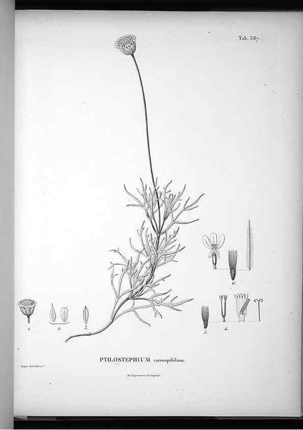 Reproducción/Reproduction 49556018598: Nova genera et species plantarum :. Antverpiae :Ex officina Christophori Plantini ...,1576.. 