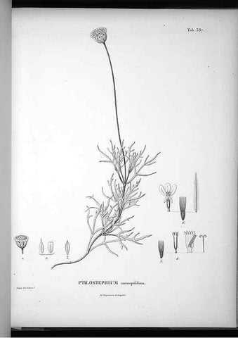 Reproducción/Reproduction 49556018598: Nova genera et species plantarum :. Antverpiae :Ex officina Christophori Plantini ...,1576.. 